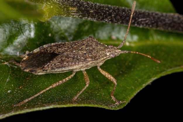 アルトス属の成虫ヘリカメムシ