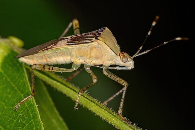 Взрослый листоногий клоп из рода Hypselonotus