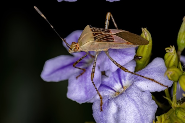 Adult Leaf-footed Bug of the Genus Hypselonotus