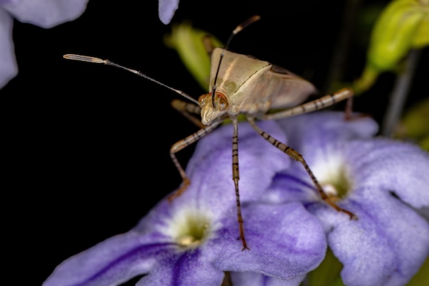 Adult Leaf-footed Bug of the Genus Hypselonotus