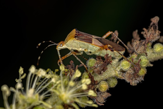 Foto insetto adulto dal piede a foglia del genere hypselonotus
