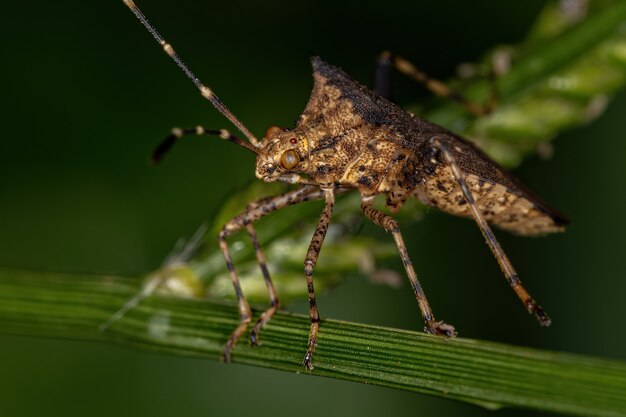 Adult Leaf-footed Bug of the Genus Zicca