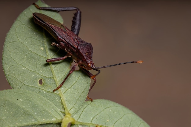 Adult Leaf-footed Bug of the species Athaumastus haematicus
