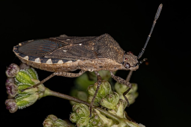 Adult Leaf-footed Bug of the species Catorhintha guttula