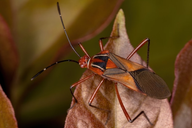 Взрослый листоногий клоп вида Hypselonotus interruptus