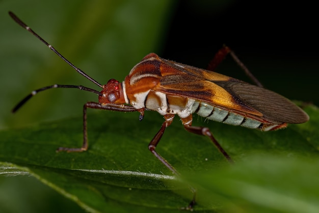 Photo adult leaf-footed bug of the species hypselonotus interruptus