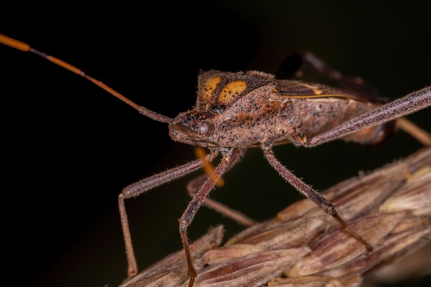 Photo adult leaf footed bug of the species leptoglossus zonatus