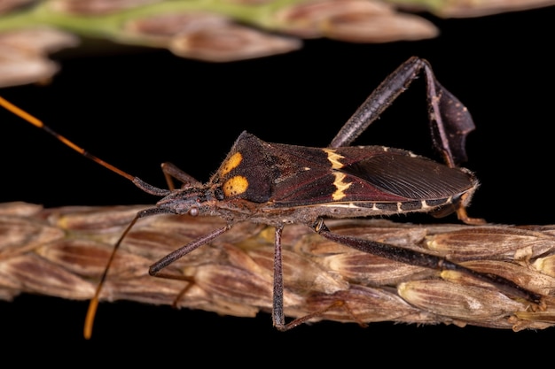 Leptoglossus zonatus 종의 성인 잎 발 버그