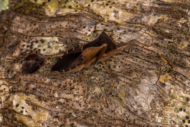 Adult Leaf footed Bug