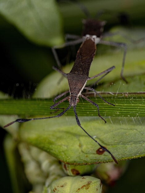 Adult Leaf-footed Bugs of the genus Chariesterus coupling