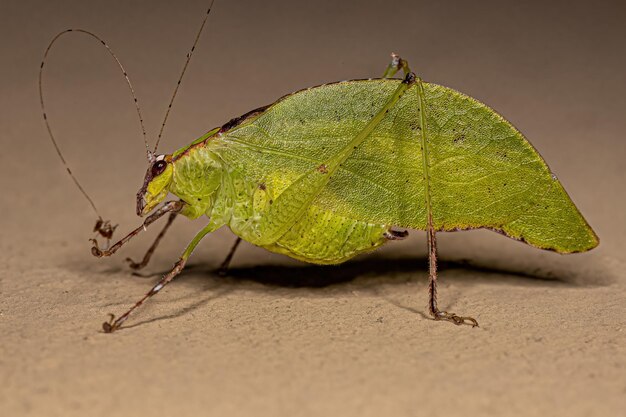 Photo adult leaf katydid