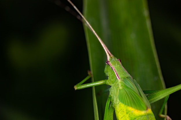 Photo adult leaf katydids of the genus hyperophora