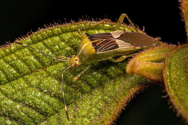 Photo adult leaffooted bug