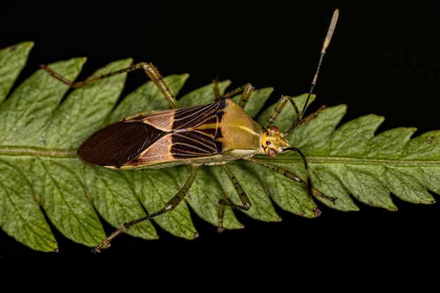 Adult Leaffooted Bug