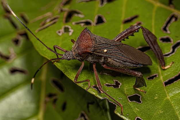 Photo adult leaffooted bug