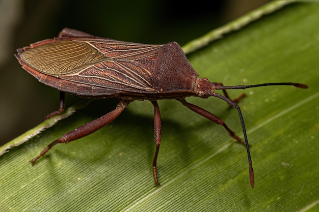 Adult Leaffooted Bug