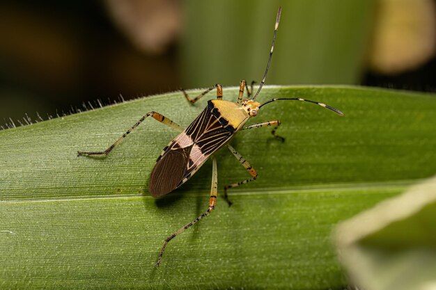 Adult Leaffooted Bug