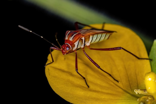 Adult Leaffooted Bug