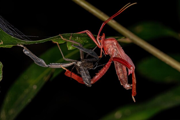 Adult Leaffooted Bug