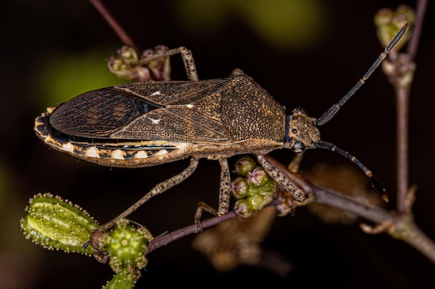 Adult Leaffooted Bug