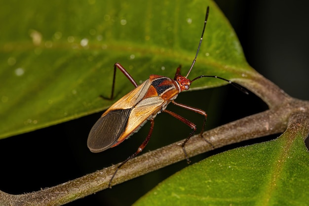 Adult Leaffooted Bug