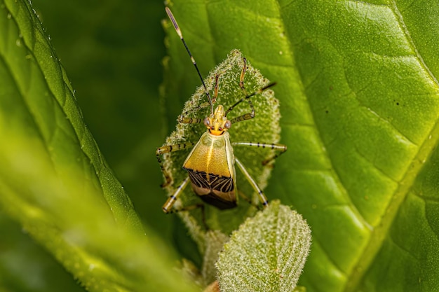 Photo adult leaffooted bug