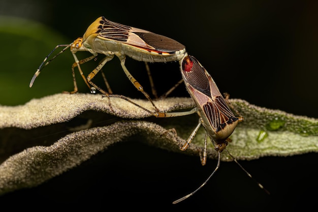 Photo adult leaffooted bugs