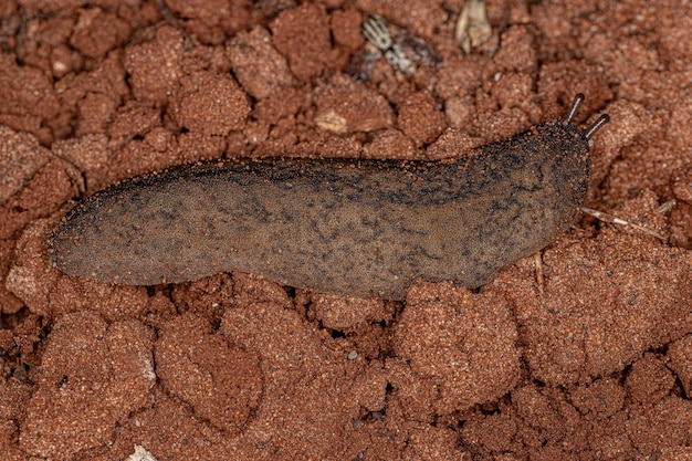 Adult Leatherleaf Slug of the genus Sarasinula