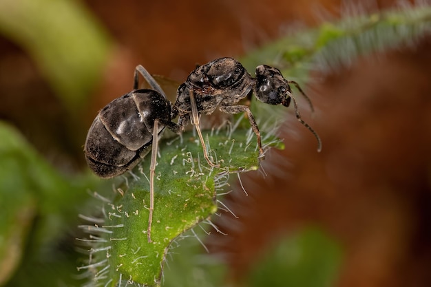 Foto regina delle formiche leptomirmecine adulte