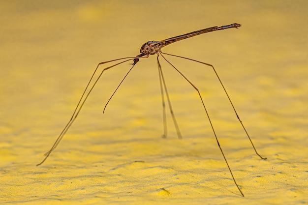 Adult Limoniid Crane Fly