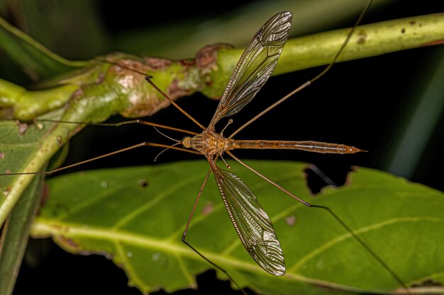 Adult limoniid crane fly