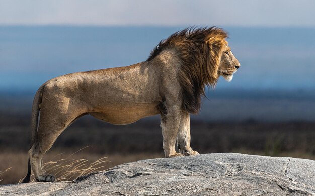 Foto leone adulto nel serengeti