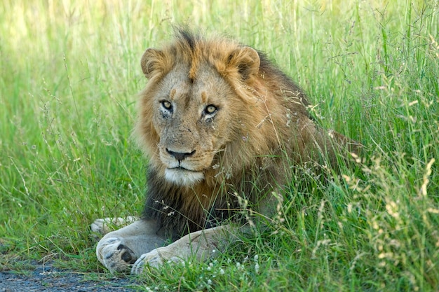 Adult Lion with a big mane lying down next to a road