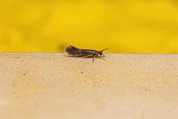 Adult little black caddisfly insect