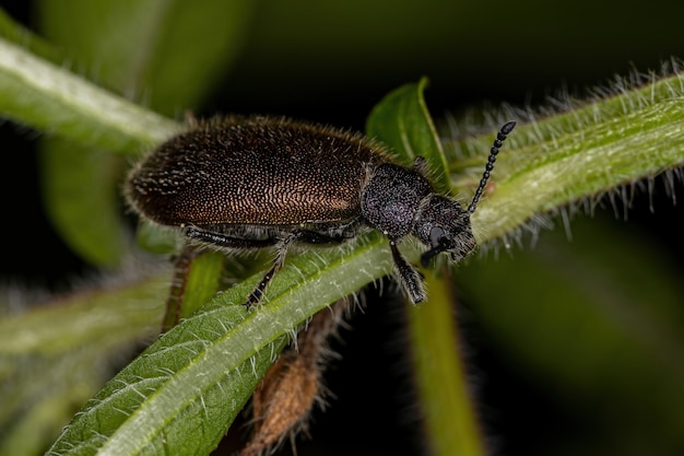 Adult Long-jointed Beetle of the species Lagria villosa