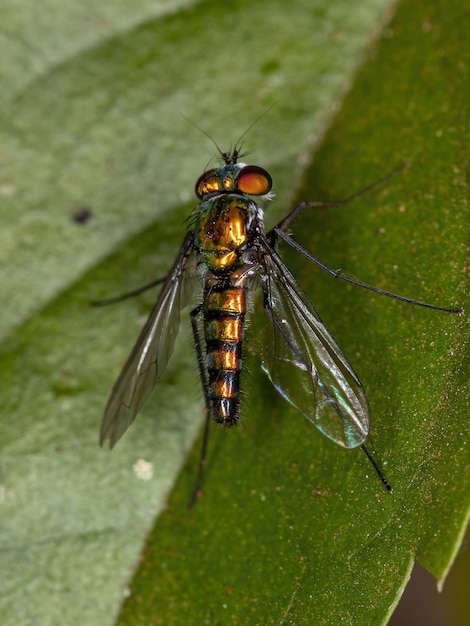 Взрослые длинноногие мухи семейства Dolichopodidae