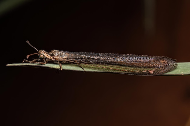 Adult Long tailed Antlion