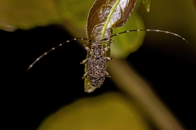 Adult Longhorn Beetle