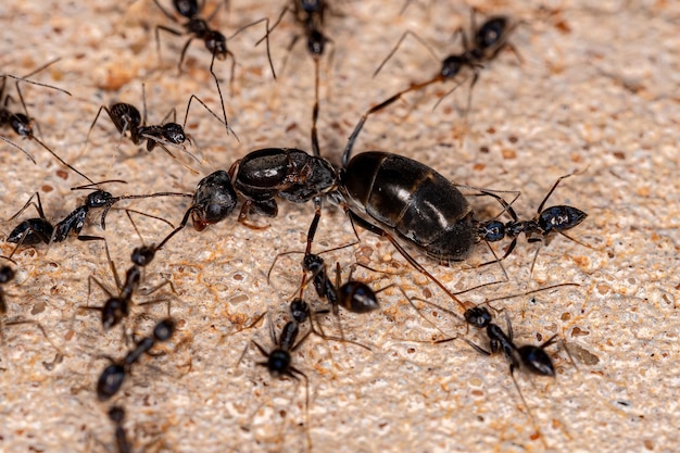 Взрослые сумасшедшие муравьи-лонгхорны атакуют королеву пирамидальных муравьев