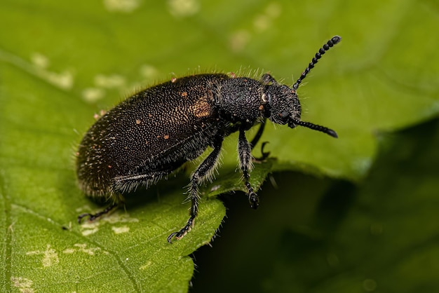 Adult Longjointed Beetle