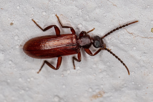 Adult Longjointed Beetle