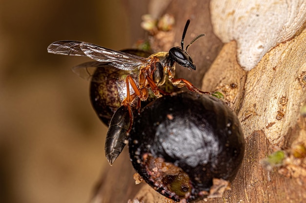 Adult Longwaisted Honey Wasp