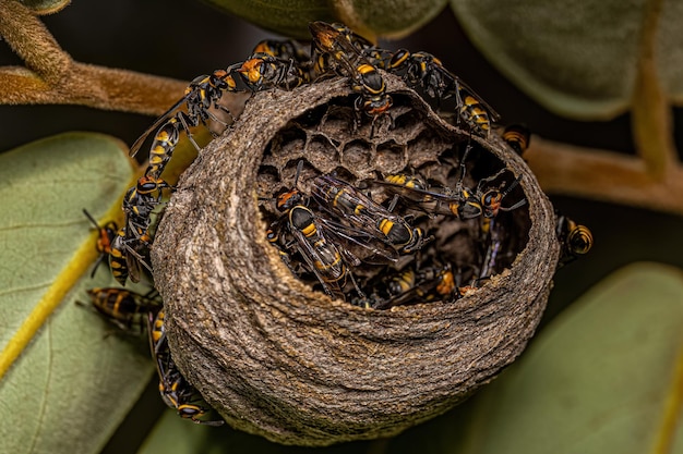 Photo adult longwaisted honey wasps