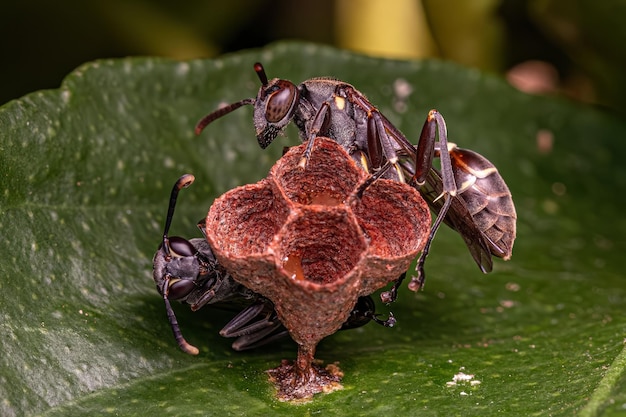 Adult Longwaisted Paper Wasp