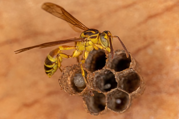 Adult Longwaisted Paper Wasp