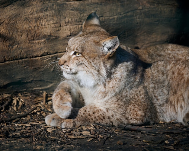 Adult lynx lies on the ground spring day