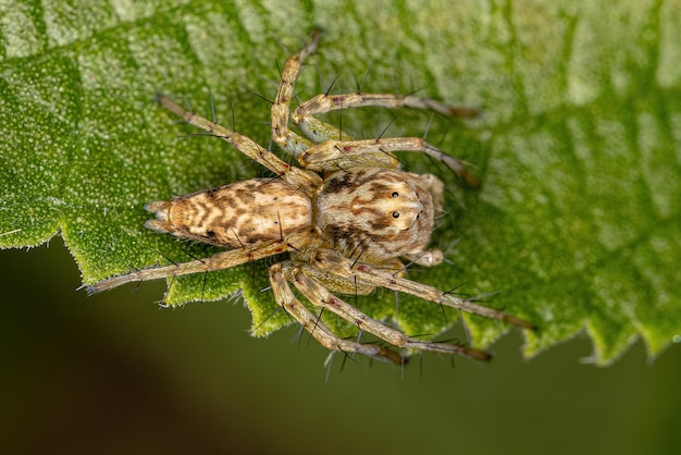 Hamataliwa 속의 성체 스라소니 거미