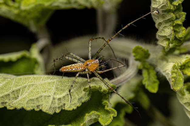 Adult Lynx Spider