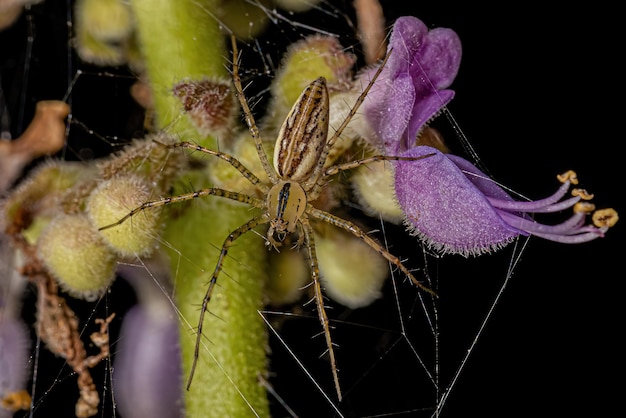 Adult Lynx Spider