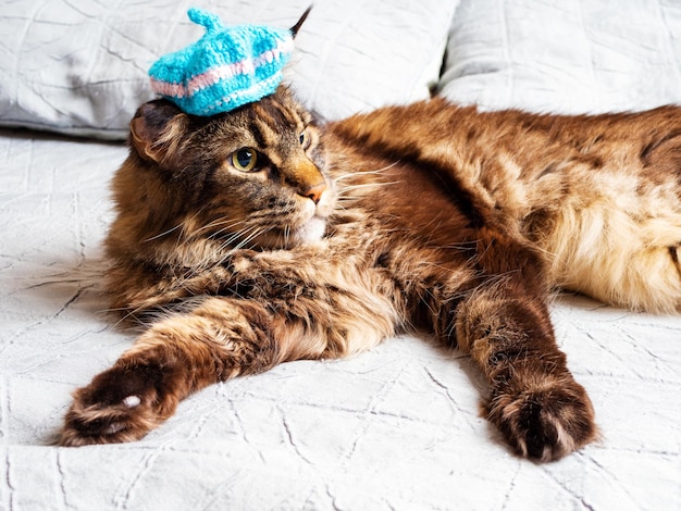 Adult Maine Coon cat with a blue beret on his head lying on the bed